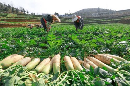 毕节市鼓励农技人员领办创办农业发展项目取得显著成效