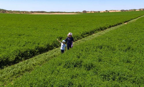 榆阳 探索草产业发展 生产 生态 新路径