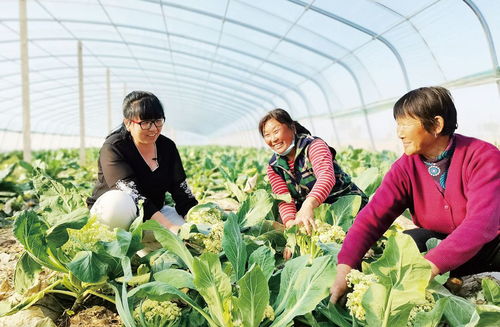 陵城 建设小麦制种及研发核心区 创建全国农业全产业链典型县